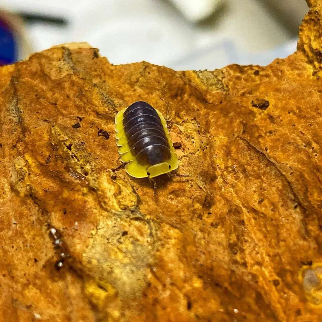 西瓜虫学名（西瓜虫这种小虫子还是一种懒人宠物）