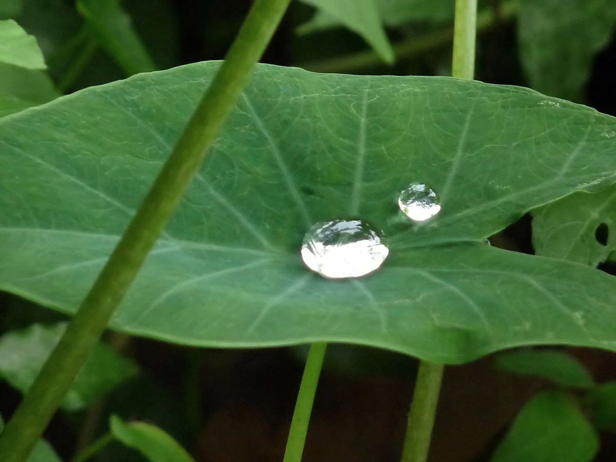 滴水观音花朵图片图片