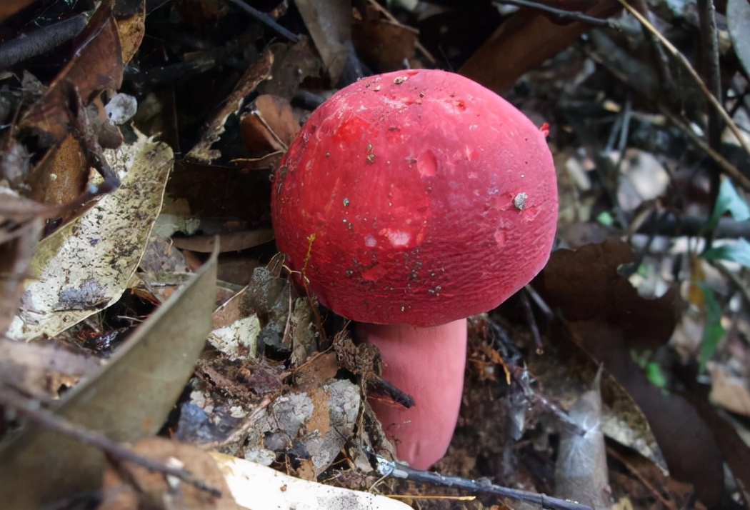 前言导读:遭误解的"红菇",常被错认成毒蘑菇,却千元一斤,至今无2022