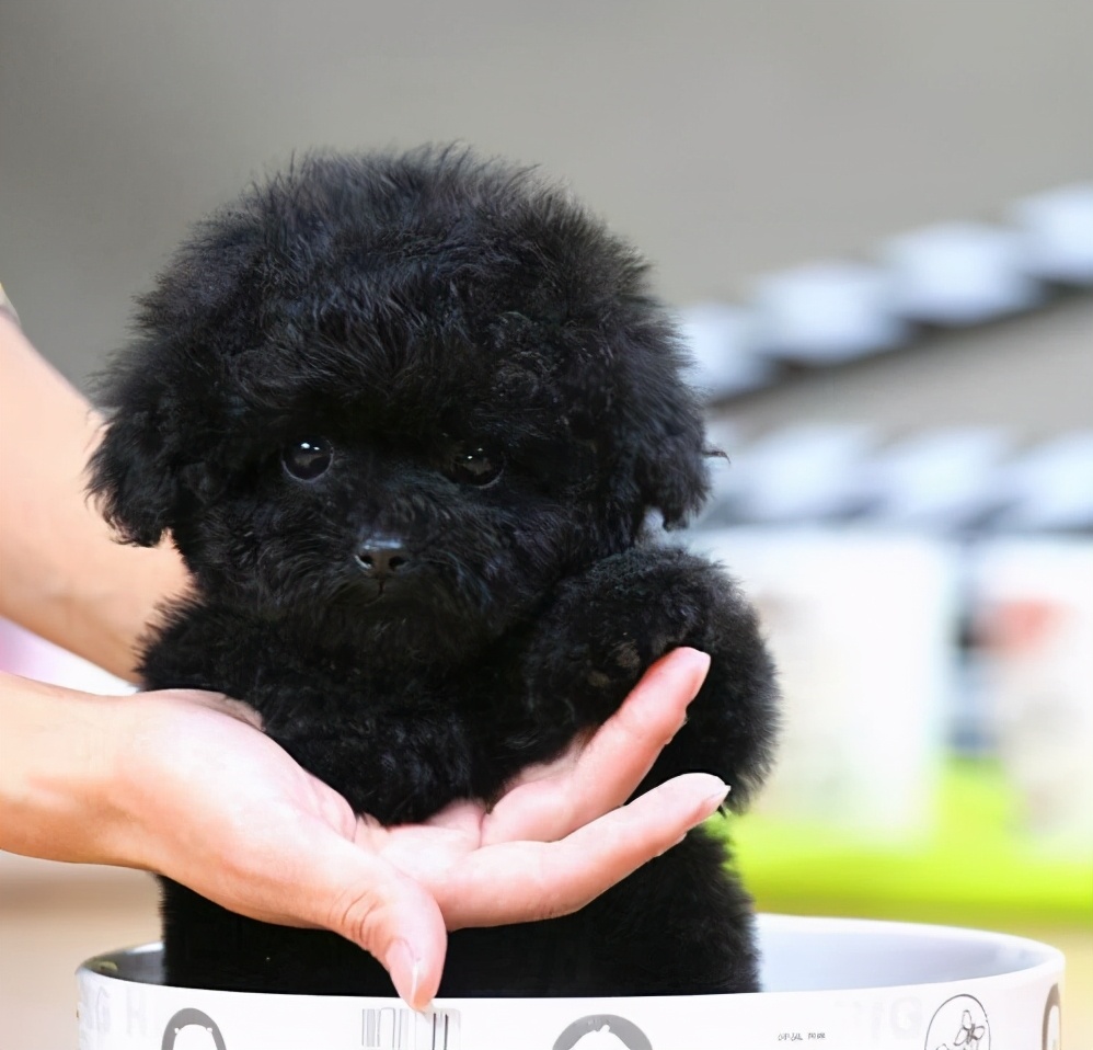 咖啡色的泰迪狗价格(养泰迪) - 价格百科