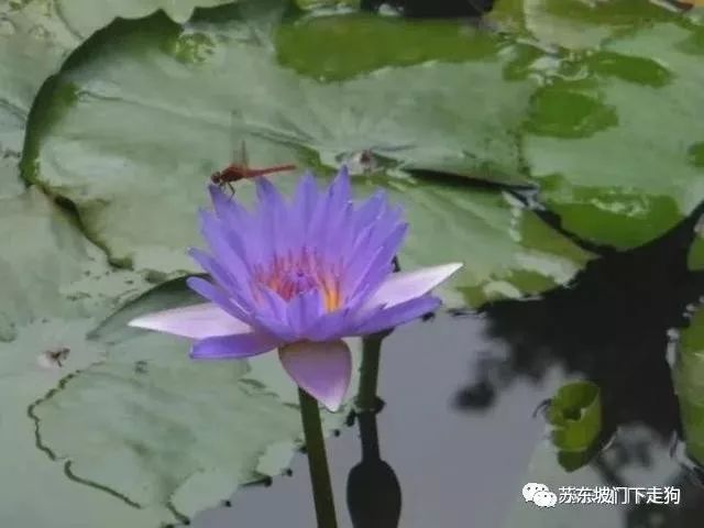 花中睡美人，时入梦中也是一种幸福