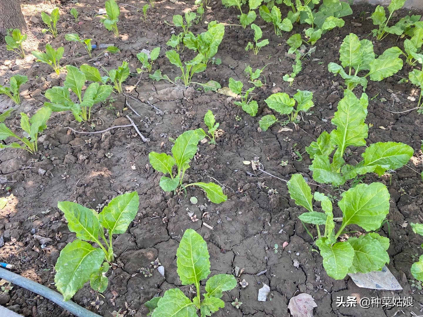 树下能种菜吗？试试这3种，耐旱耐瘠薄，房前屋后也能长得棒棒哒