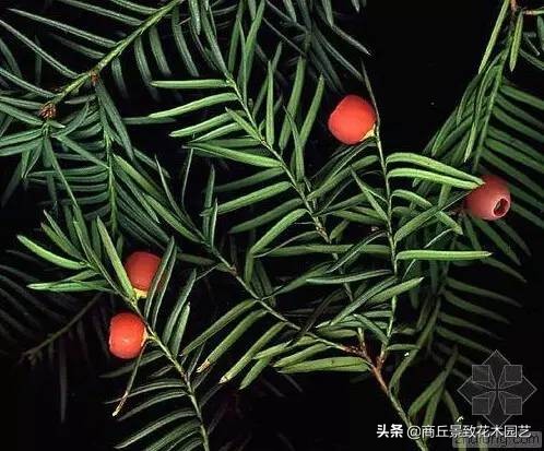 常绿乔木有哪些（70多种常用常绿乔木图例宝典）