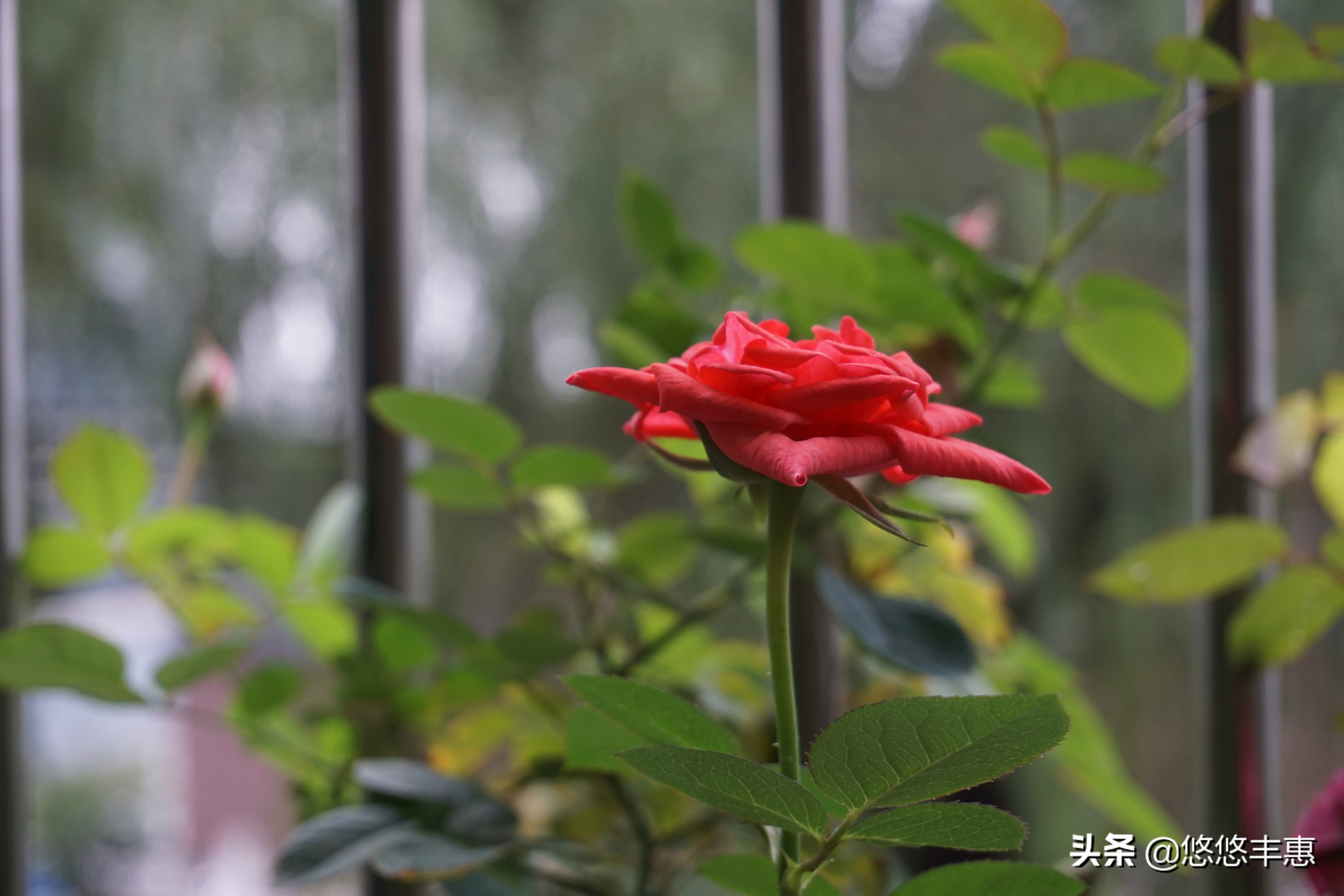 「写在生日」百转千回几许秋，繁花飞逝又一年