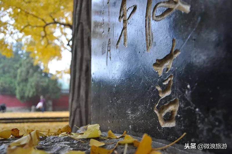 金蝶飞舞丨雨打银杏落，满地皆金黄