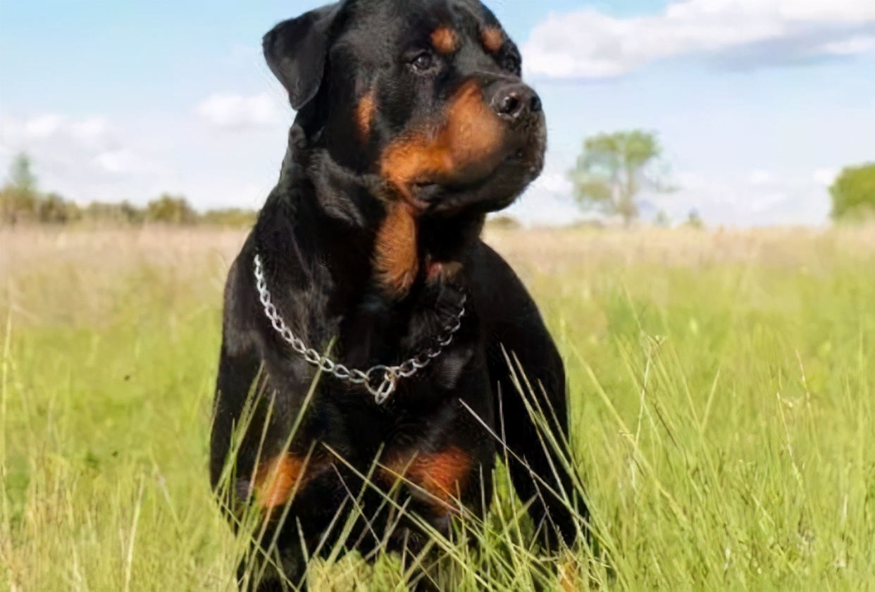 为什么罗威纳那么凶,养的人还那么多?大概是这几个原因