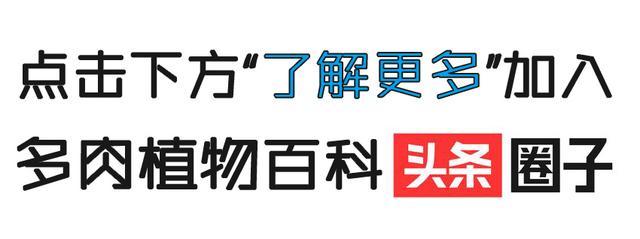 接下来余生，和很多肉在一起，让心理状态永远保持年轻！