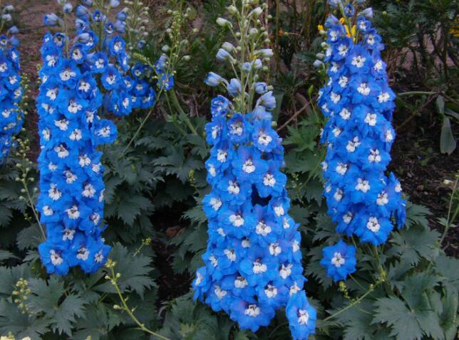 奥运会颁奖仪式场景物品有哪些（历届奥运会颁奖花束盘点，你最爱哪个？有些在家就能养）