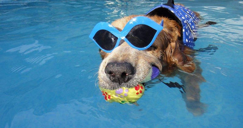 狗狗出现这些症状，说明它很热，赶紧给它降降温吧