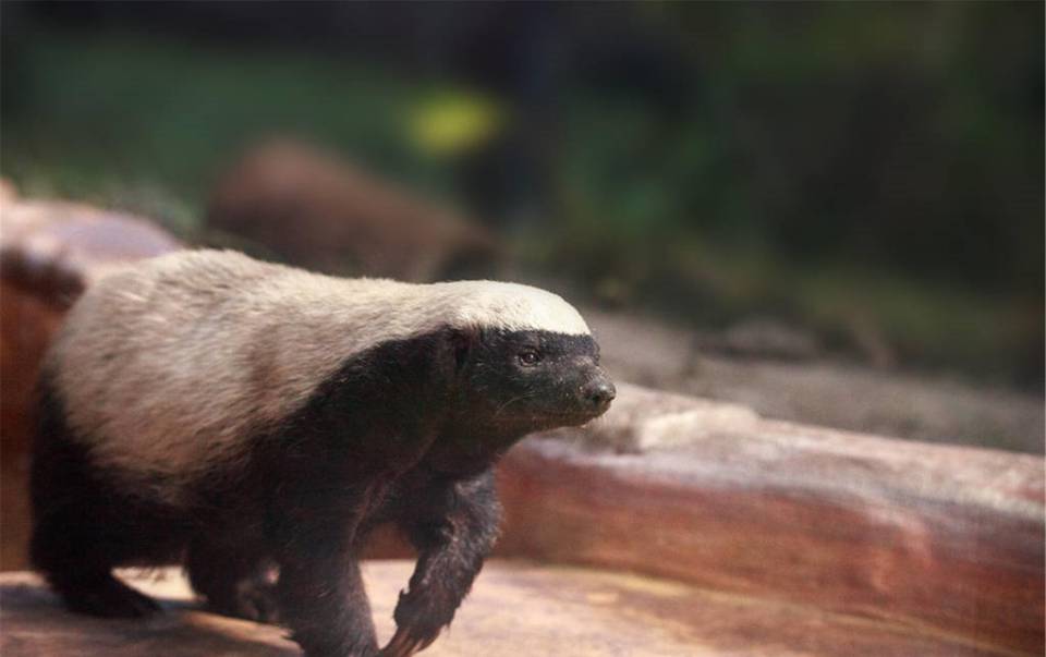 体格娇小的"平头哥"蜜獾,为什么能在非洲草原上横行霸道?