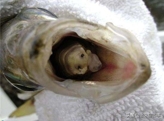 女子钓鱼一钩甩中,捕上来后高兴不已,掰开鱼嘴后惊呆了