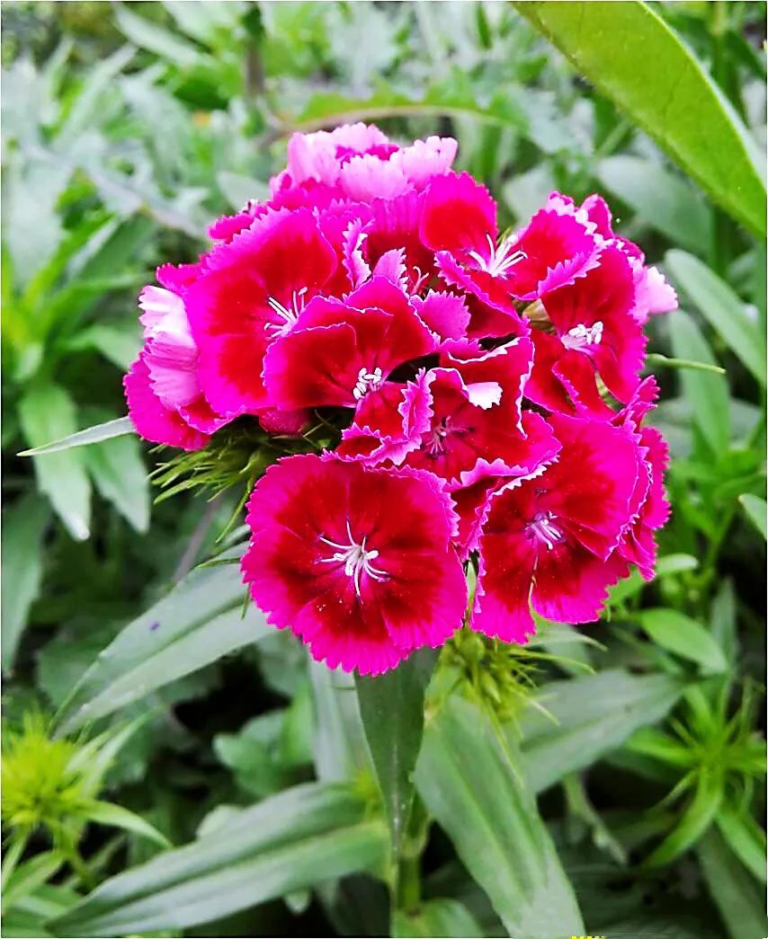 石竹子(美丽的头石竹)