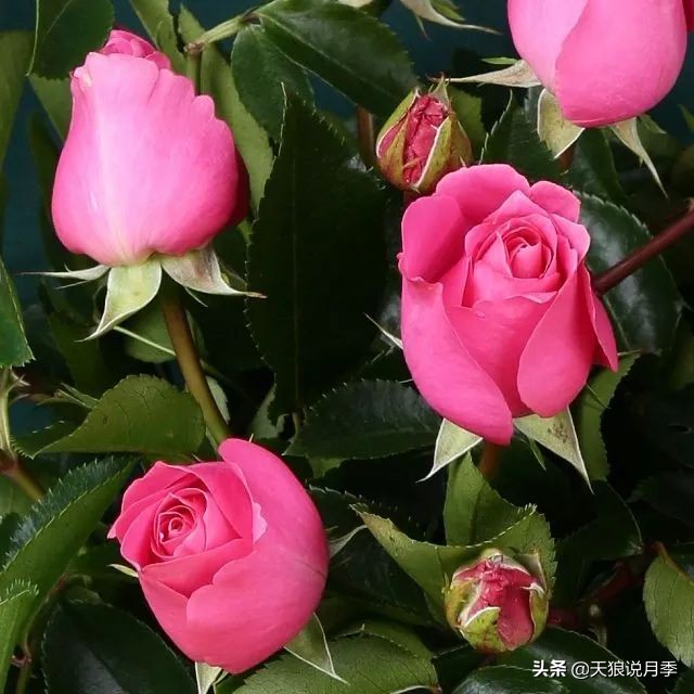 2020世界新品月季大赏，一起来看看都有哪些值得期待的新品种