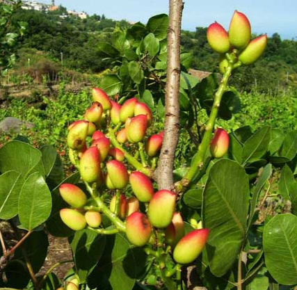 开心果如何种植,有什么条件,病虫害管理介绍