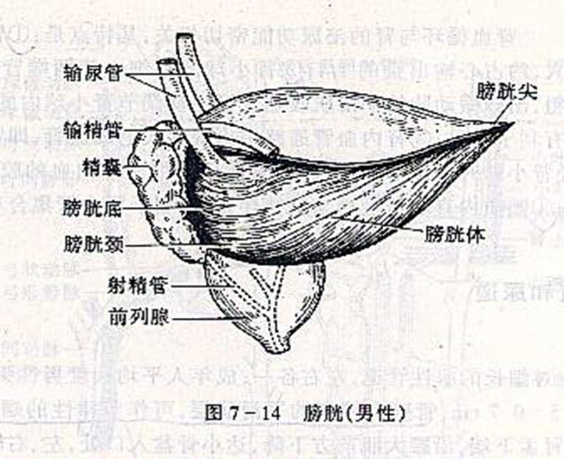 三角的尖向前下方,尿道內口開口於此.膀胱三角的