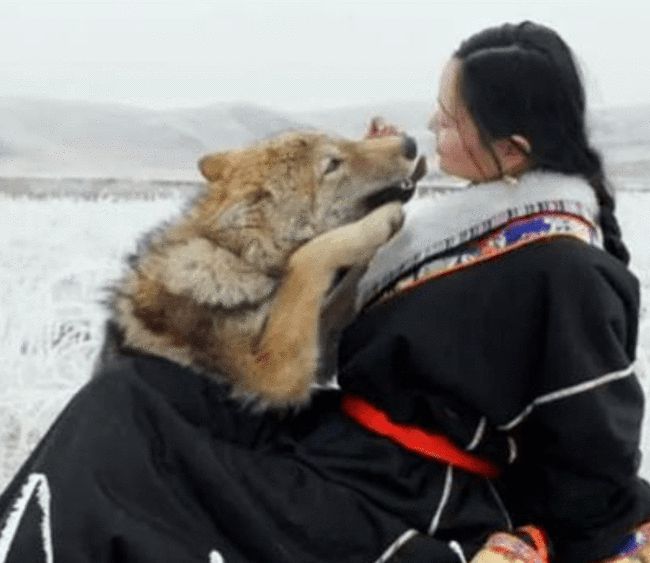 重返狼群是真的吗(成都女孩11年前把狼当儿子领回家,10年后与它再次