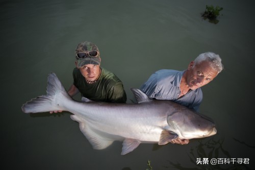 老挝湄公河鱼类大全图片