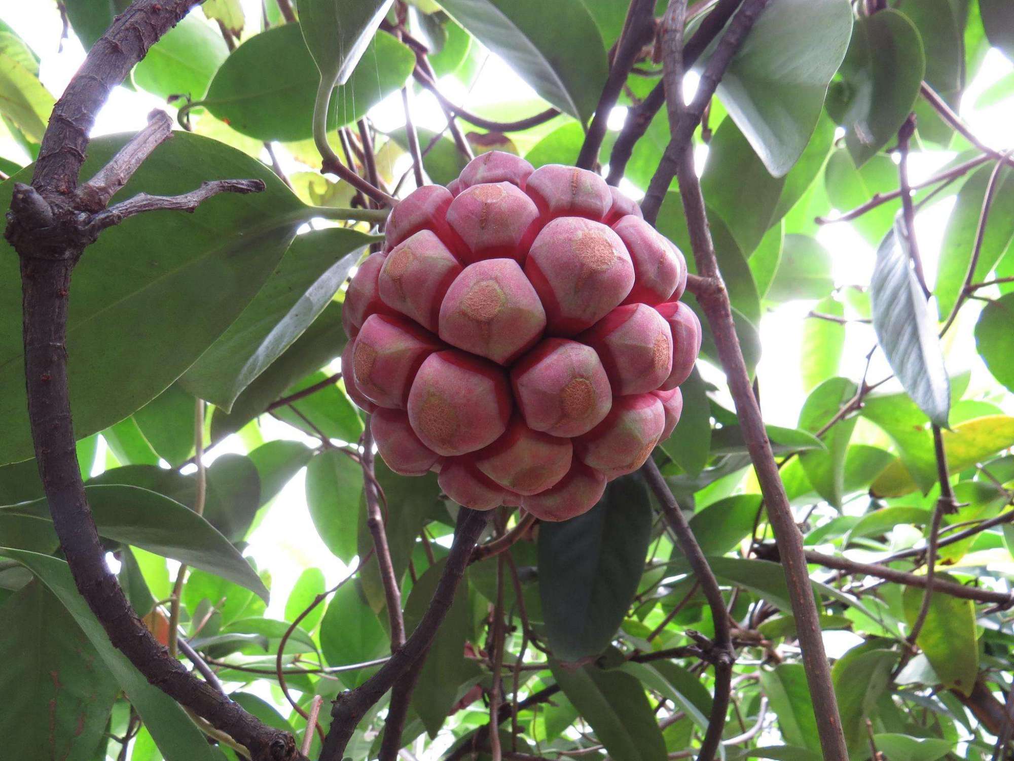 野果100种大全图片及名称(户外这20种能吃的野果子)