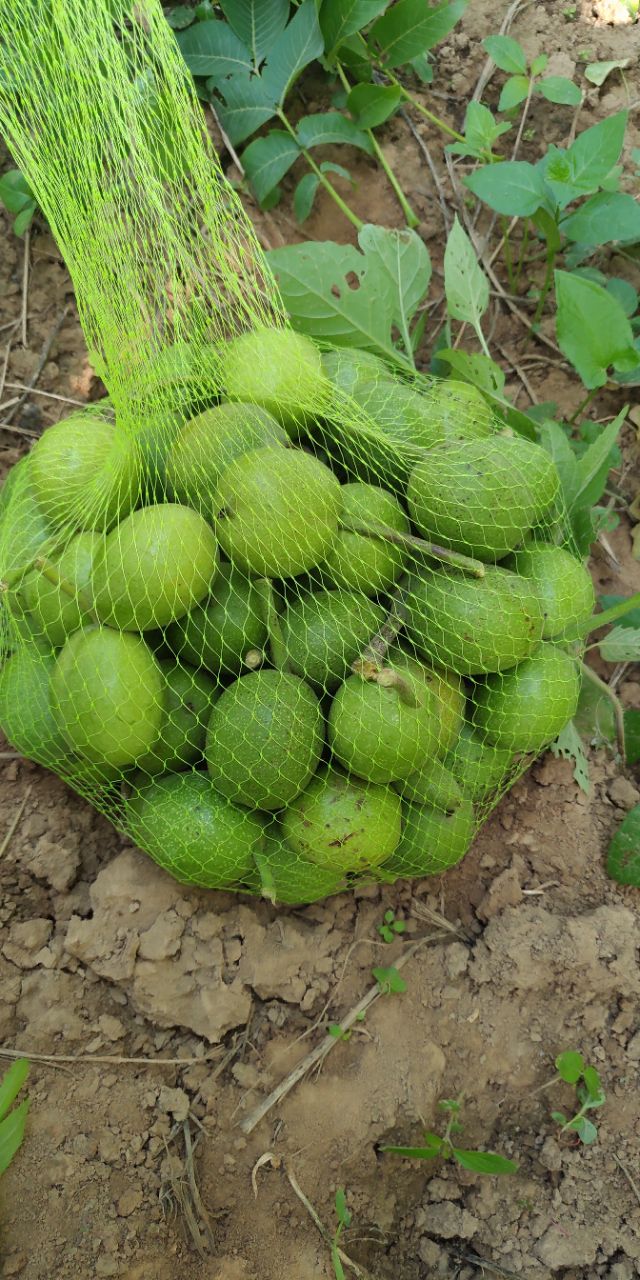 核桃起源于我国，并非从国外引入