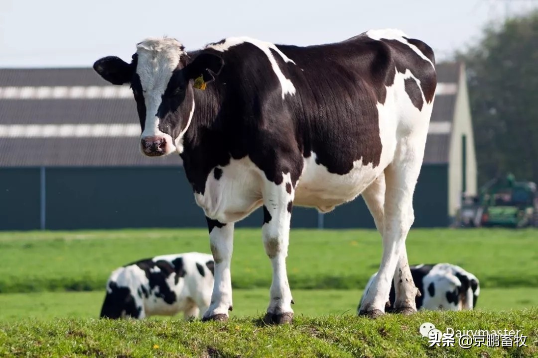 讓擠奶更徹底、乳頭更健康—— Dairymaster轉(zhuǎn)盤式擠奶機特點揭秘