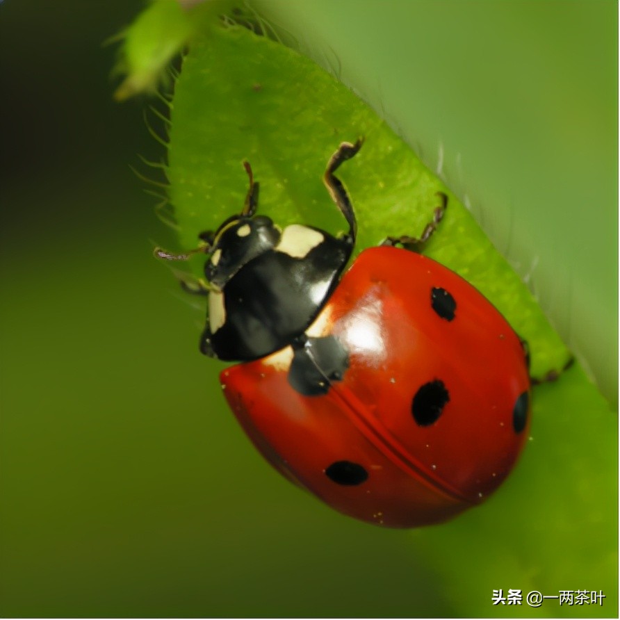 花大姐怎么消灭最彻底（花大姐虫用什么药消灭）