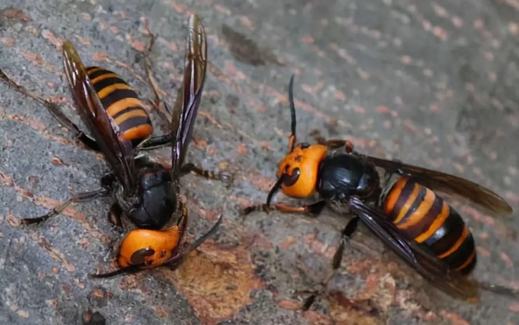 马蜂和黄蜂的区别图片(广东一男子洗澡时被马蜂蛰伤) - 赤虎壹号