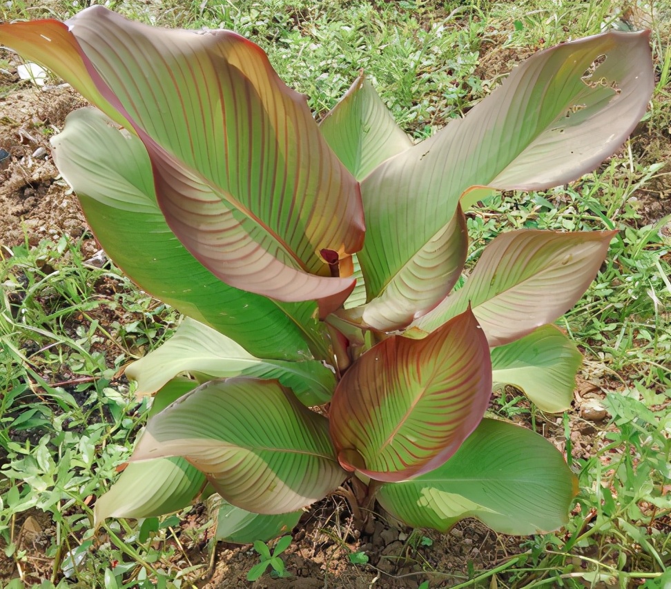 芭蕉芋图片(俗称) - 赤虎壹号