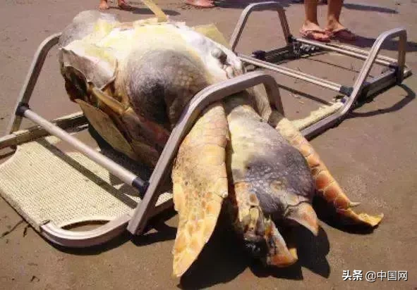 女子因垃圾未分类竟把志愿者掐晕，被行拘3日