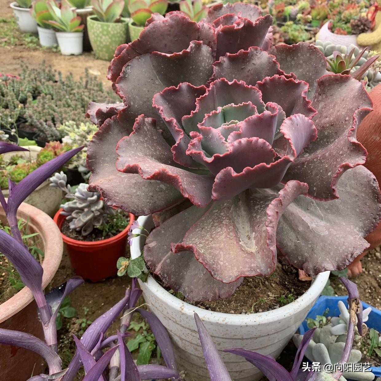 多肉植物女王花笠老庄 - 上海苗木信息网