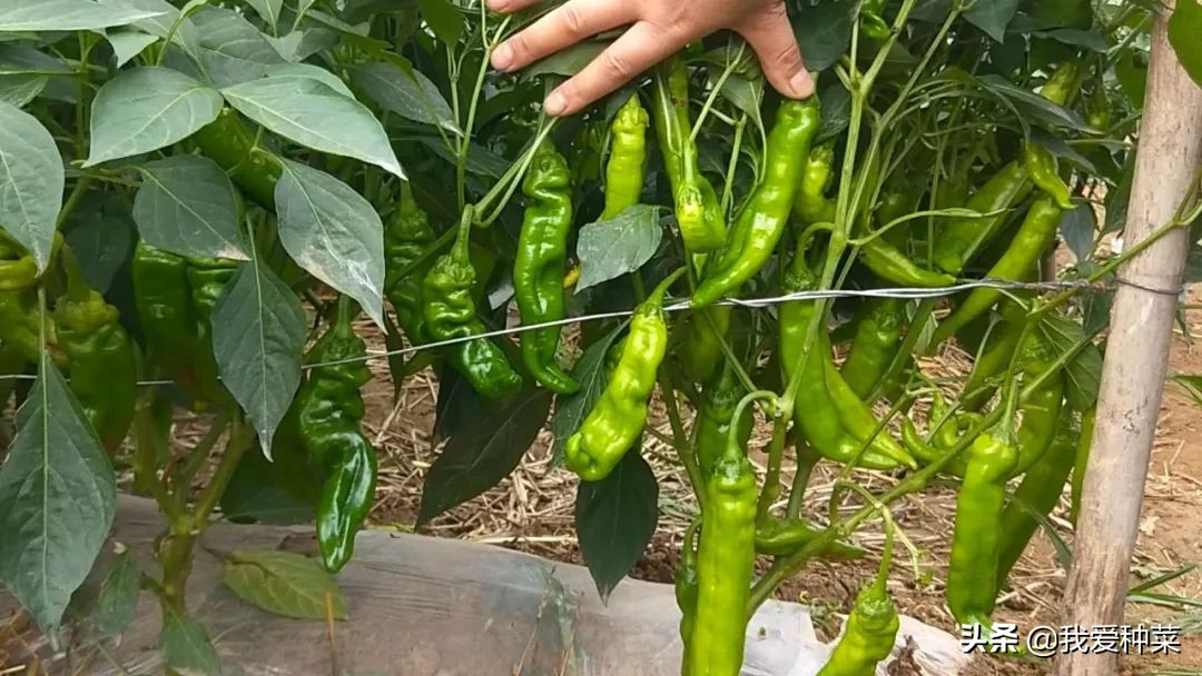 农历二月种什么蔬菜（适合2月种植的蔬菜推荐）