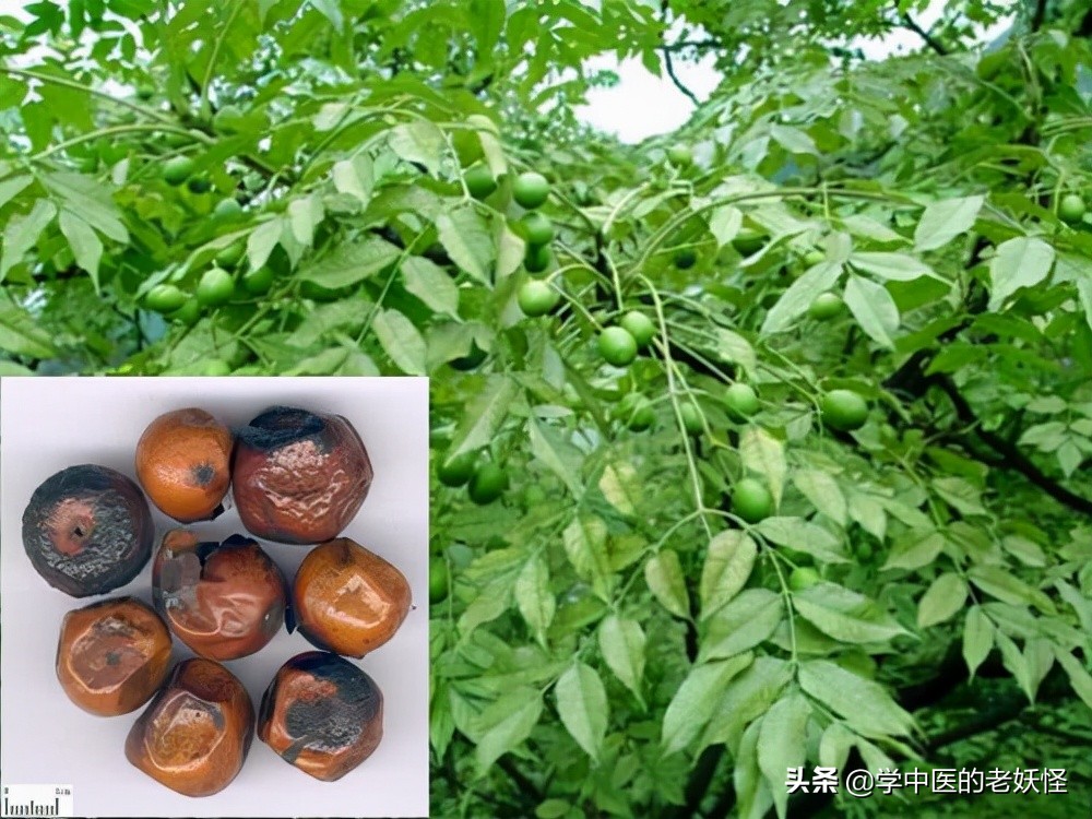 川楝子怎么吃-(每日一味中药-川楝子)