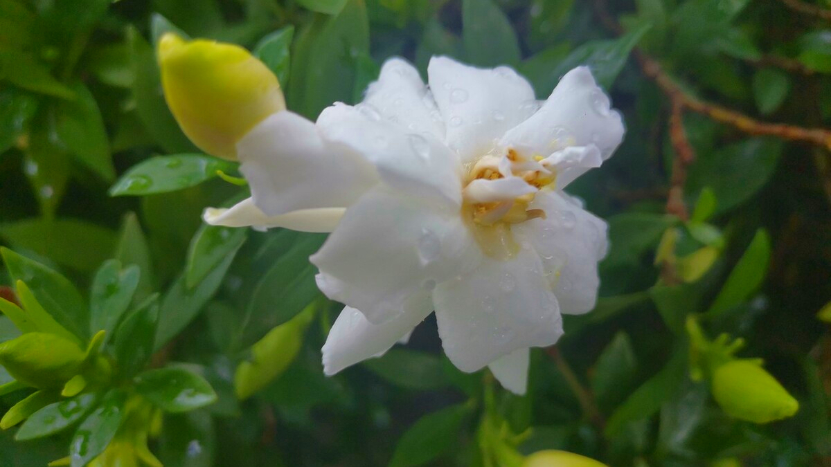 暑日炎炎，四首栀子花的古诗送给你，见此花闻此香，感受一季清凉