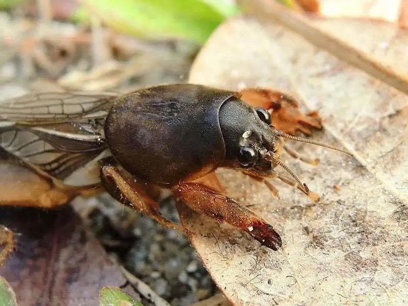 庄稼地里的10种地下害虫(庄稼地里的害虫有哪些) - 趣味头条