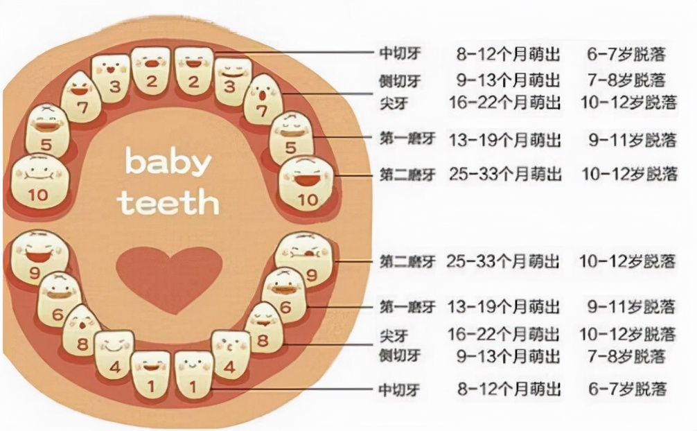 快来看看！你家宝宝换牙时间都符合标准吗？