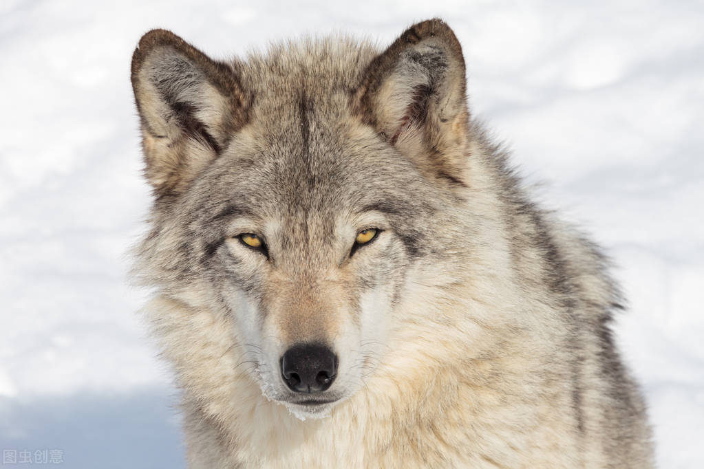 三江源的母狼王艾玛死了!原来狼族内部也有争权夺利的阴谋诡计