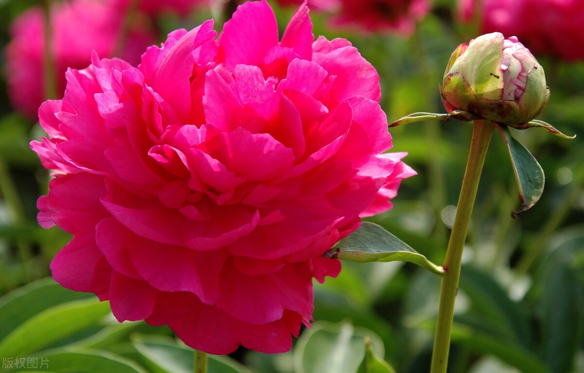 蓝雪花有毒吗（20种常见的安全花家里有孕妇小孩也不怕）