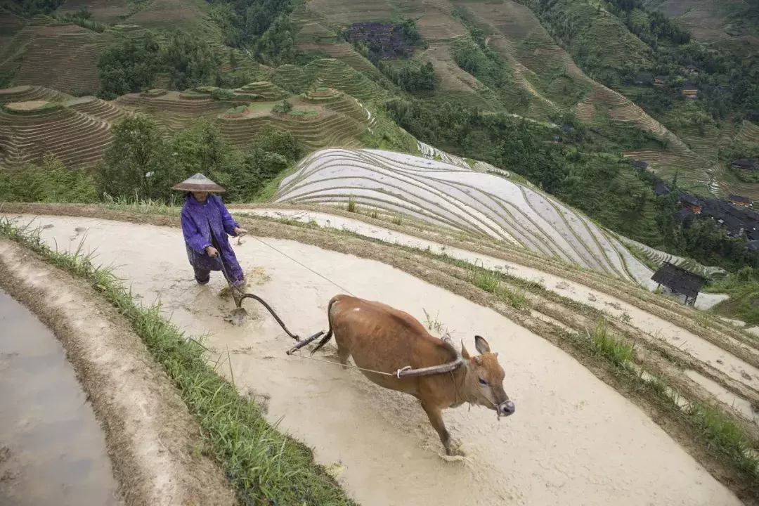 耕地占用税,耕地占用税法
