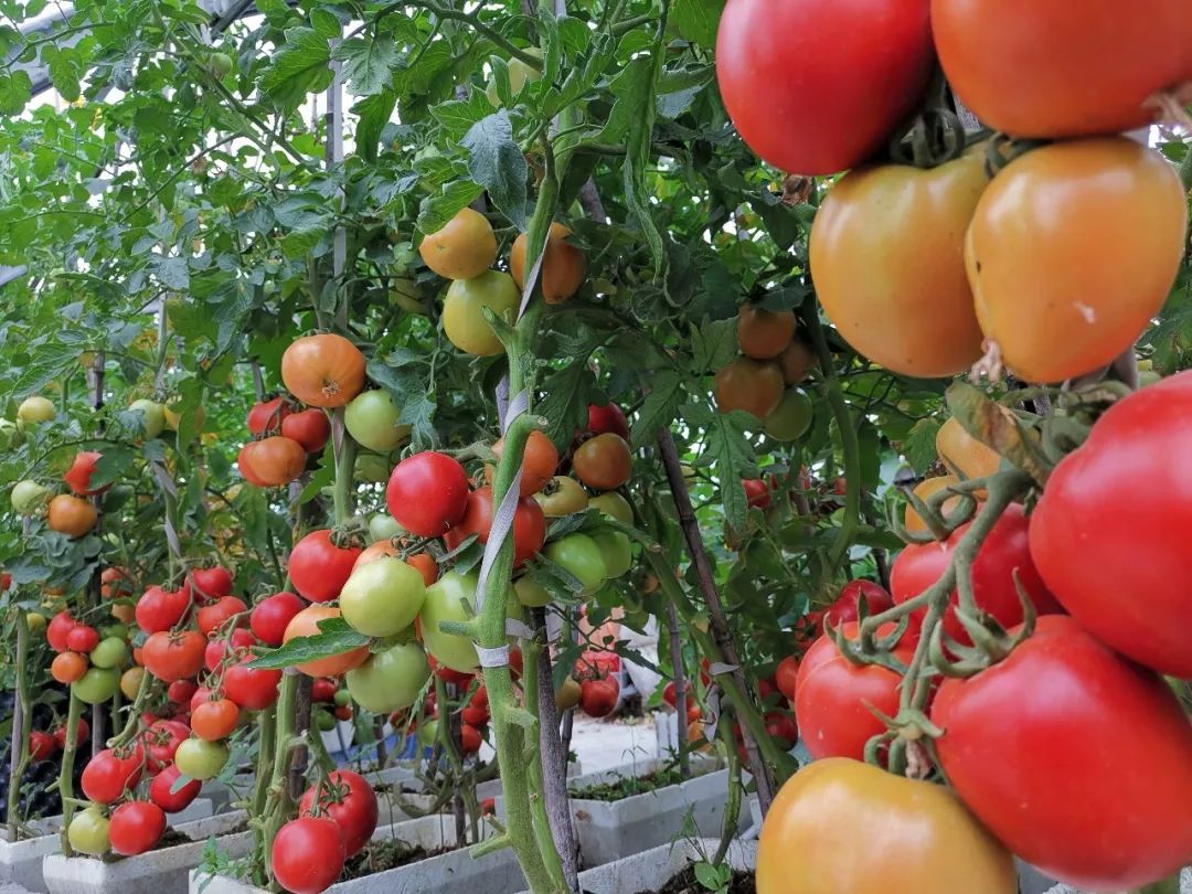 关于屋顶小菜园的美文