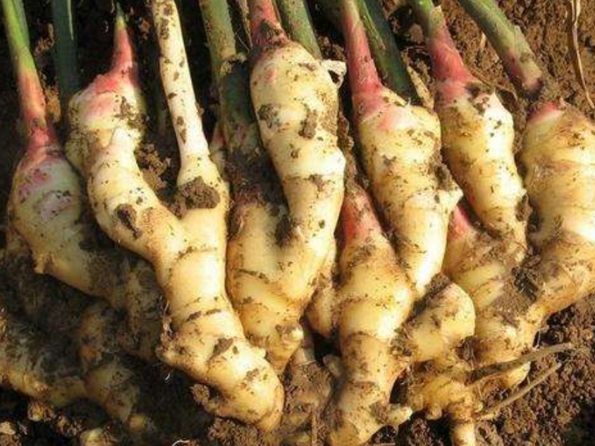 生姜不干不烂不发芽的保存方法 生姜怎么长久保存不干不烂