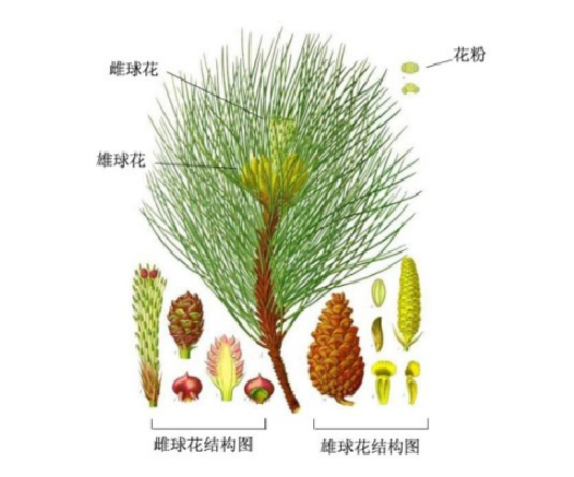 常见的10种裸子植物（常见的10种裸子植物及特征）-第2张图片-巴山号