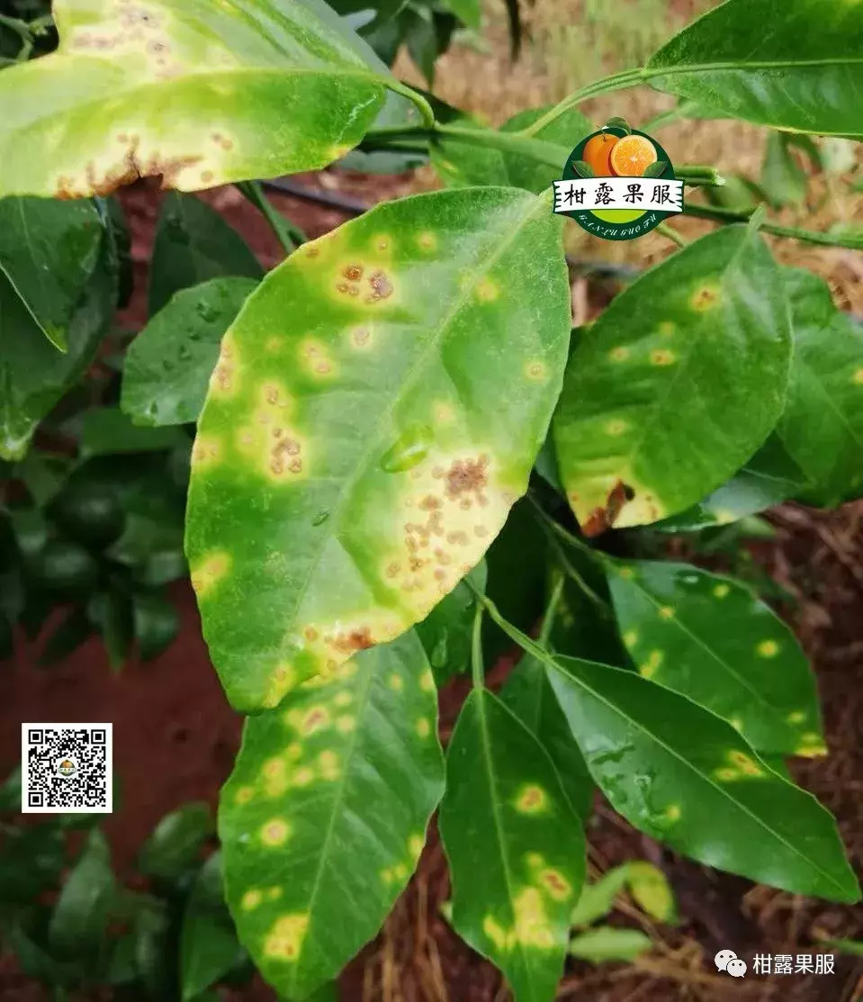 眼睛黄斑病图片(柑桔20余种黄化症状以及应对措施) - 赤虎壹号