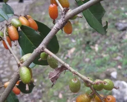 农村这种野果,过去掉一地没人捡,如今卖15元一斤,还能酿酒熬糖