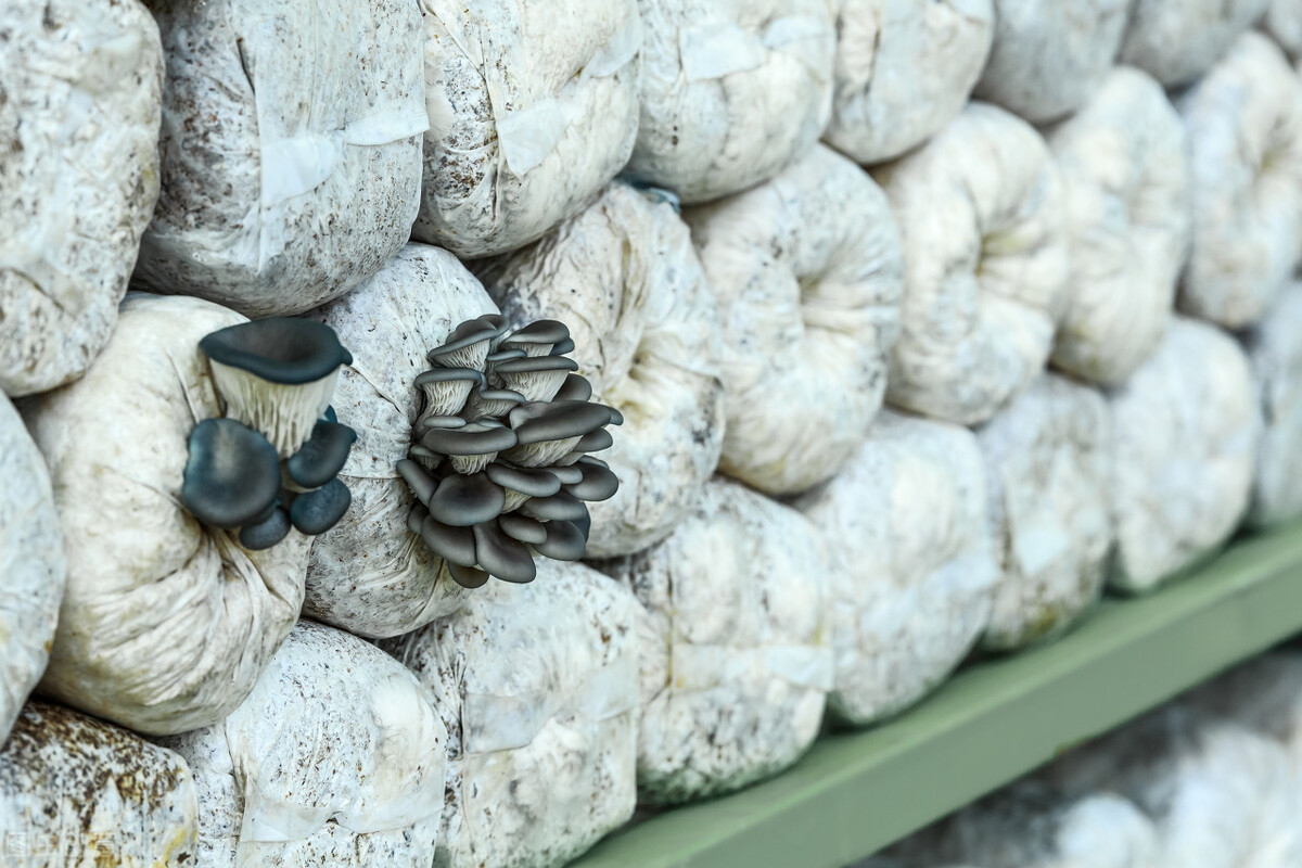 为什么有农民离开农村以后会后悔？很多农民还在想办法进城？