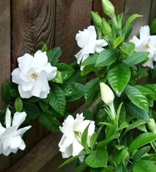 第三种67:栀子花