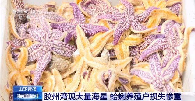 论海星的食用方法