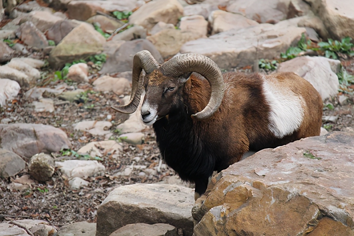 绵羊的老祖宗:摩弗伦羊▲北山羊▲苏格兰黑脸绵羊▲马恩岛绵羊▲岩羊