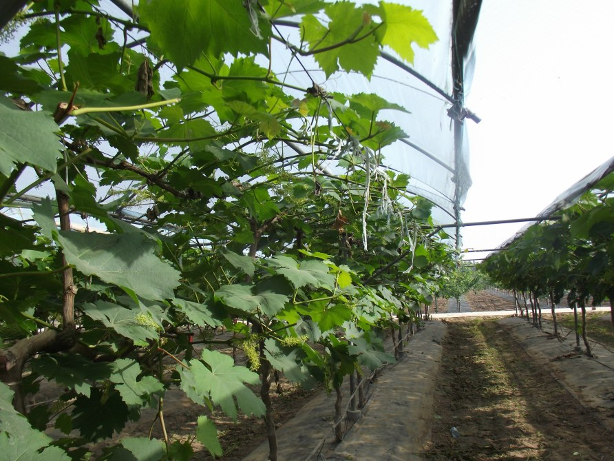 葡萄电杆式宽顶架形栽培技术