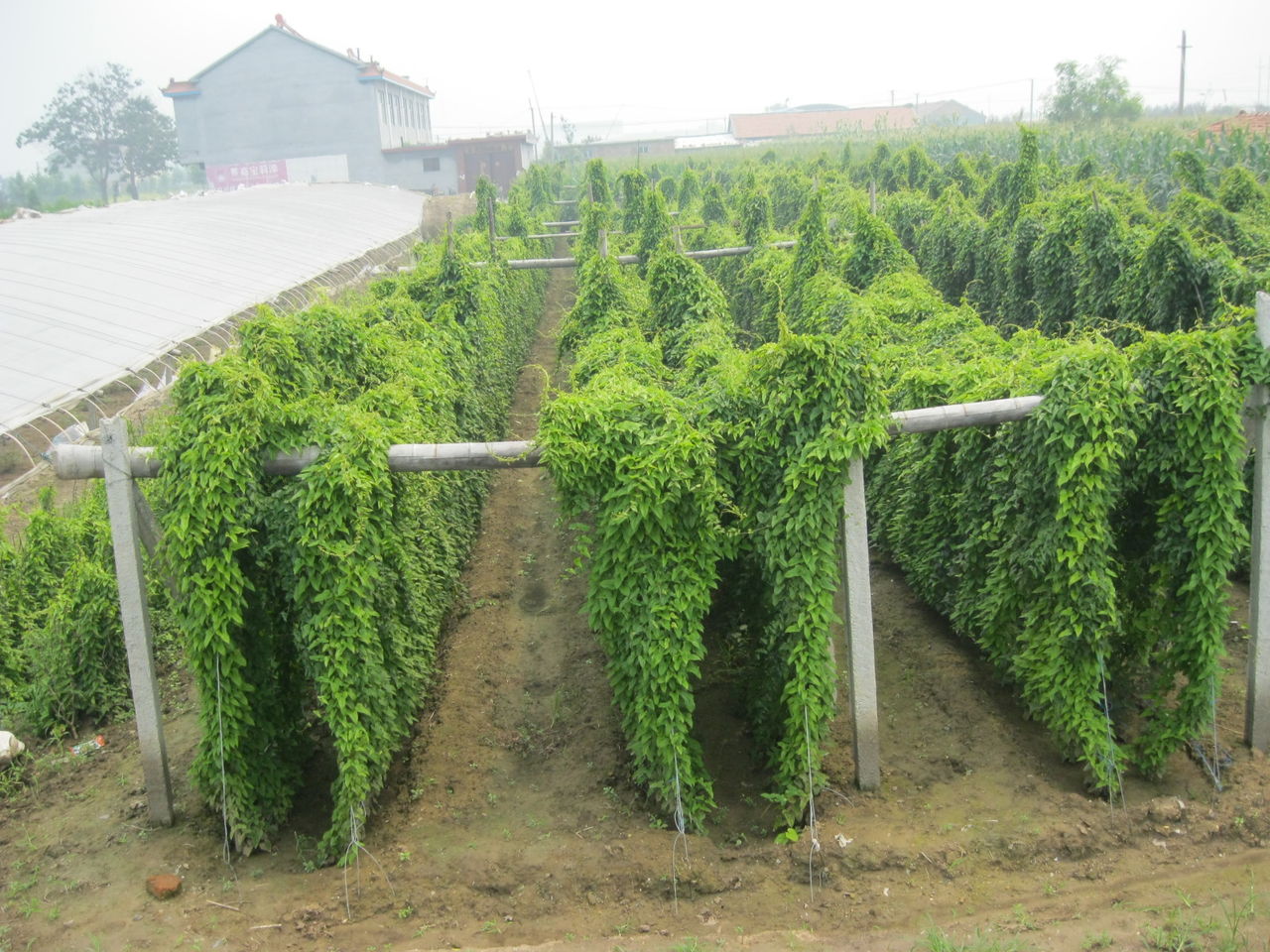 山药变紫色能吃吗(山药变紫色能吃吗有毒吗) - 风集网