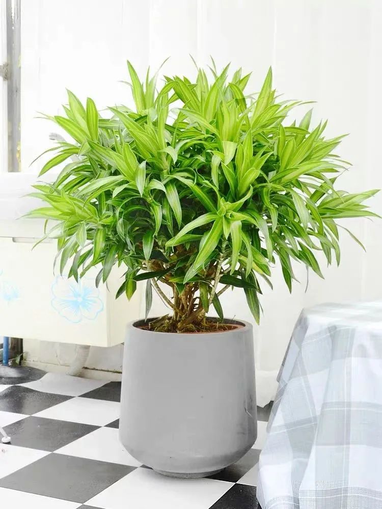 一种"吉祥竹",清新典雅寓意好,家里养几盆,镇宅化煞保平安