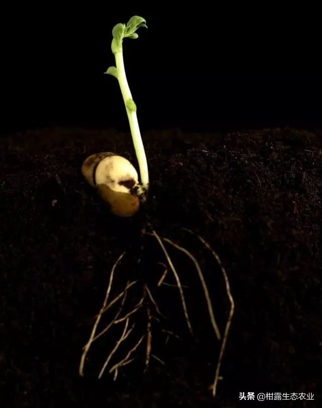 腐植酸，就是这么牛！如何挑选优质的腐植酸肥料